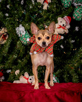 Foster Crouton-3896