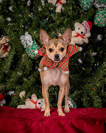 Foster Crouton-3896