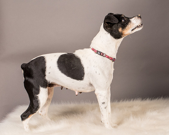 Foster Pollyanna-3919
