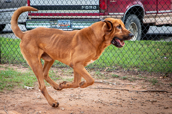 Roscoe-0670