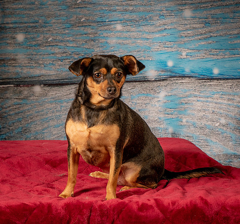 Foster Jolie-7169