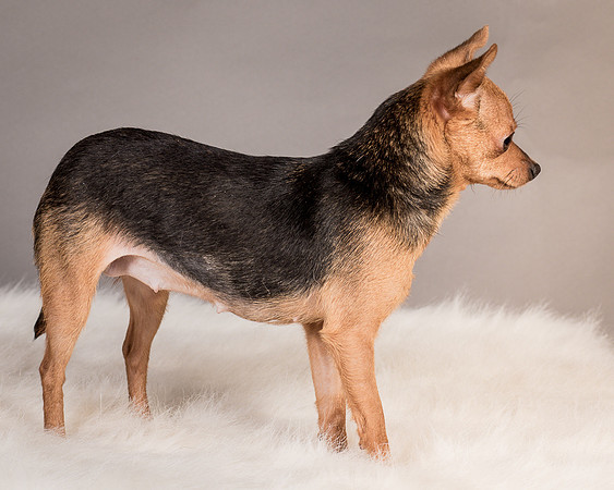 Foster Pixie-3480