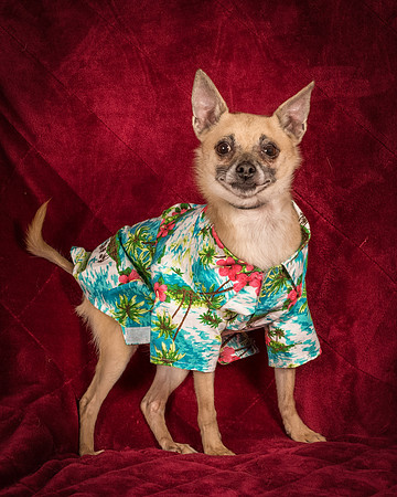 Foster Kiwi-8453