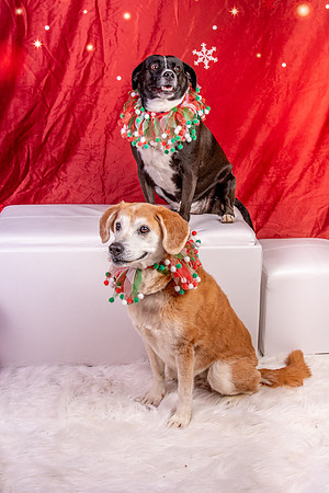 Annie n Coco-2478