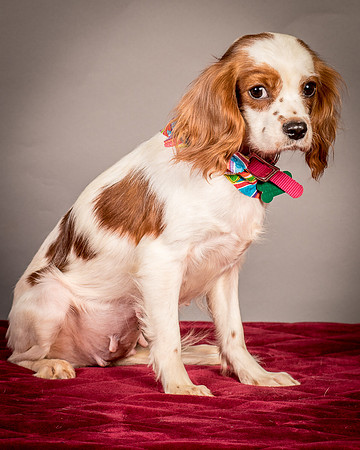 Foster josephina-3940