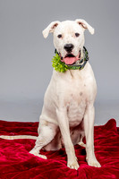 Foster Molly-3699