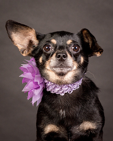Foster Pansy-9291