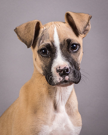 Foster Barnabas-4470
