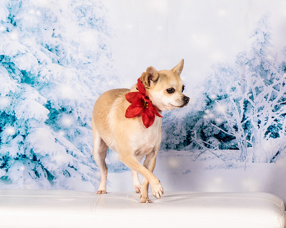 Foster Josefina-4608