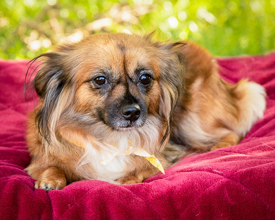 Foster Petunia-9290
