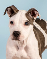 Foster Luna-4682