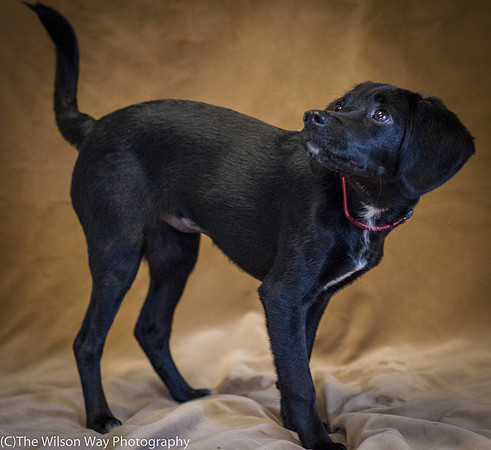 Foster Capri-0603
