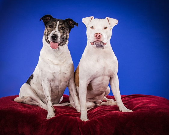 Bruns-Melo and Gracie-3075