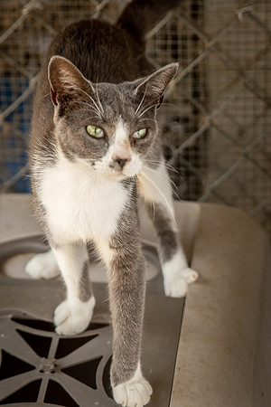 Darlington  Cats-9472