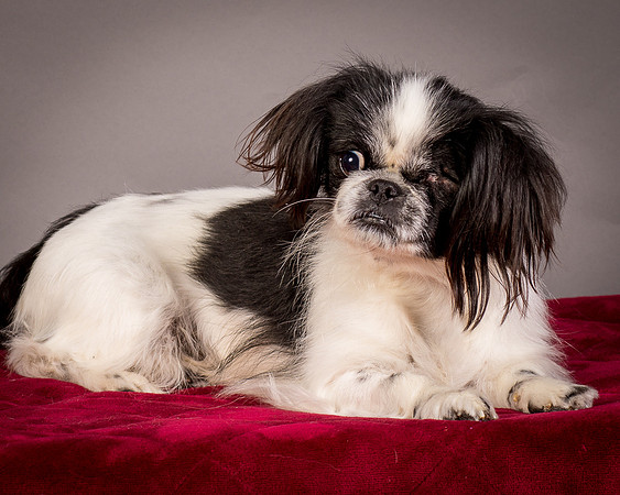 Foster Gypsy Rose-7743