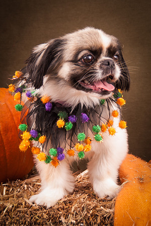 Foster Missy-7564