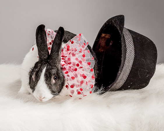 Foster Rabbit Penelope-4723