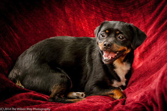 Foster Opal-2515