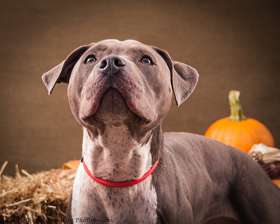Foster Lexi-7011
