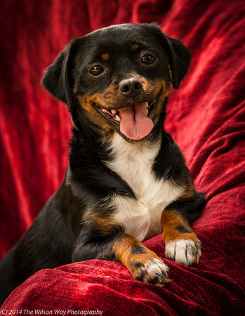 Foster Opal-2549