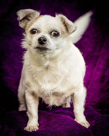 Foster Petey-0097