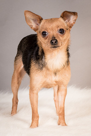 Foster Pixie-3469