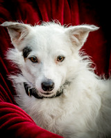 Foster Formiga-9637