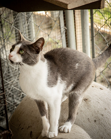 Darlington  Cats-9503