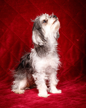 Foster Alex-6301
