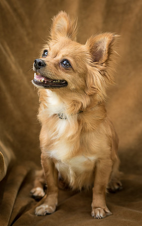 Foster Dolly-7742