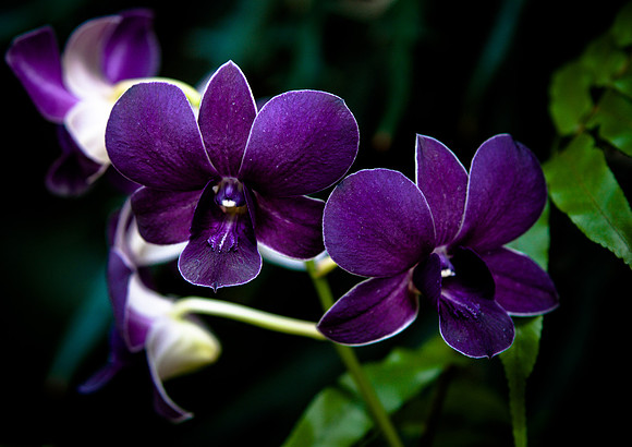 flowers-9159