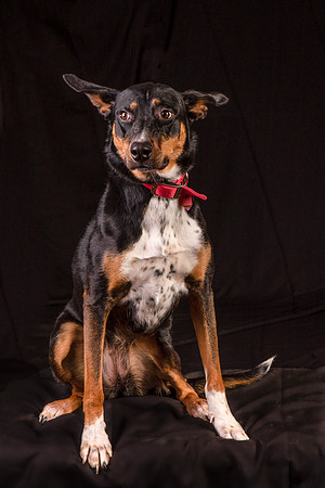 Foster Mia-1241