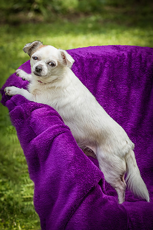 Foster Petey-8171