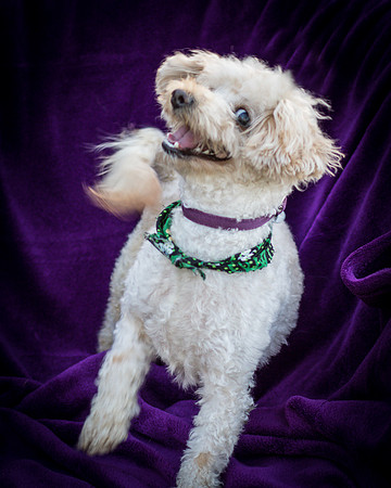 Foster Annalise-0680