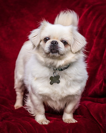 Foster Yuki-2741