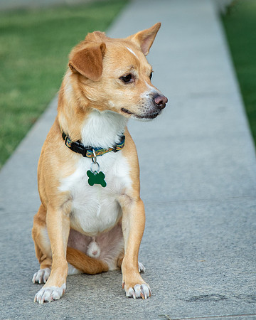 Foster Paddy-9982
