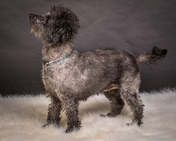 Foster Mokey-1811