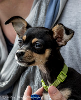 Foster Dandelion-9037