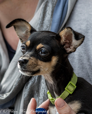 Foster Dandelion-9037