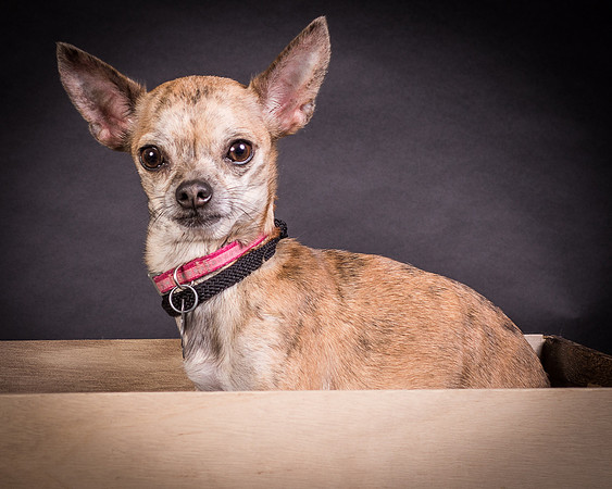 Foster Selina-1114