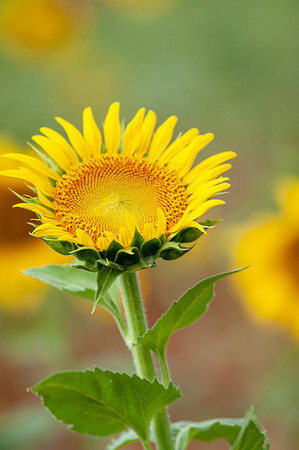 sunflowers-8744