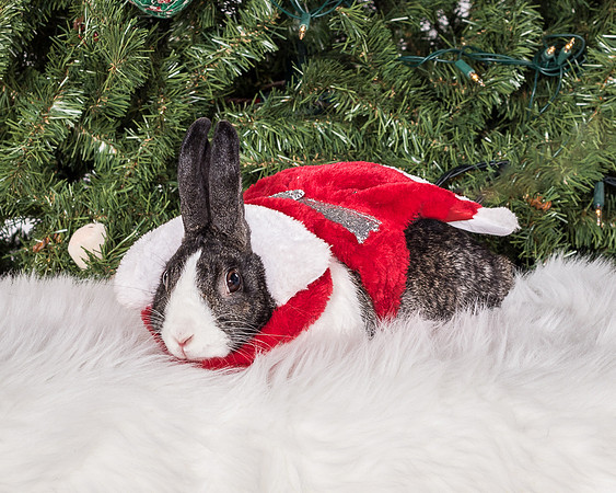 Foster Rabbit Penelope-4809