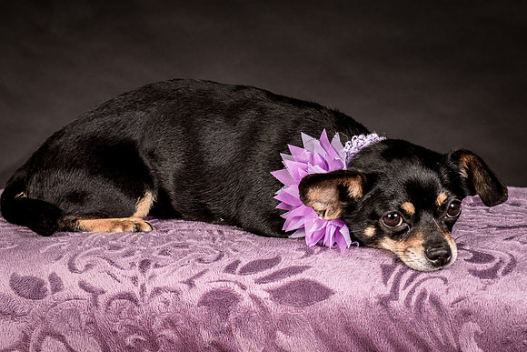Foster Pansy-9259