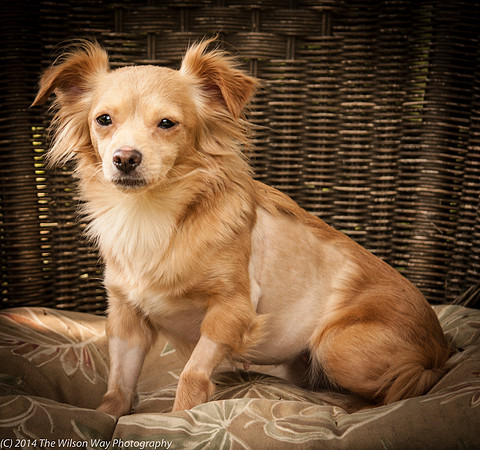 Foster Malibu-2236