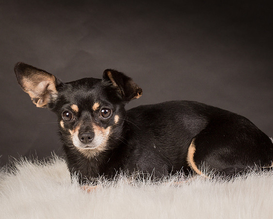 Foster Pansy-9369