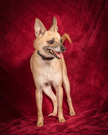 Foster Kiwi-8350