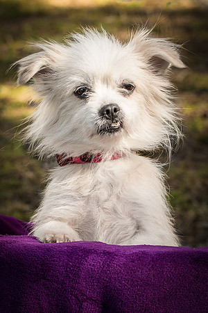 Foster Loni-9266
