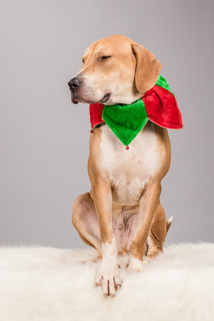 Foster Troy-6281
