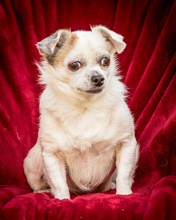 Foster Petey-9355