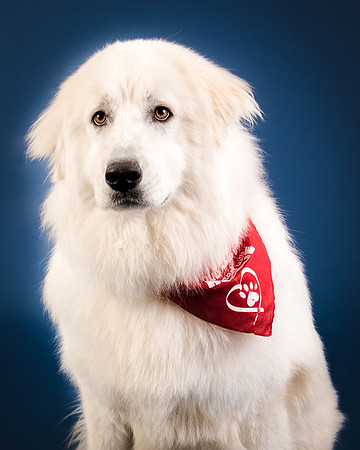 Foster Thor-3895